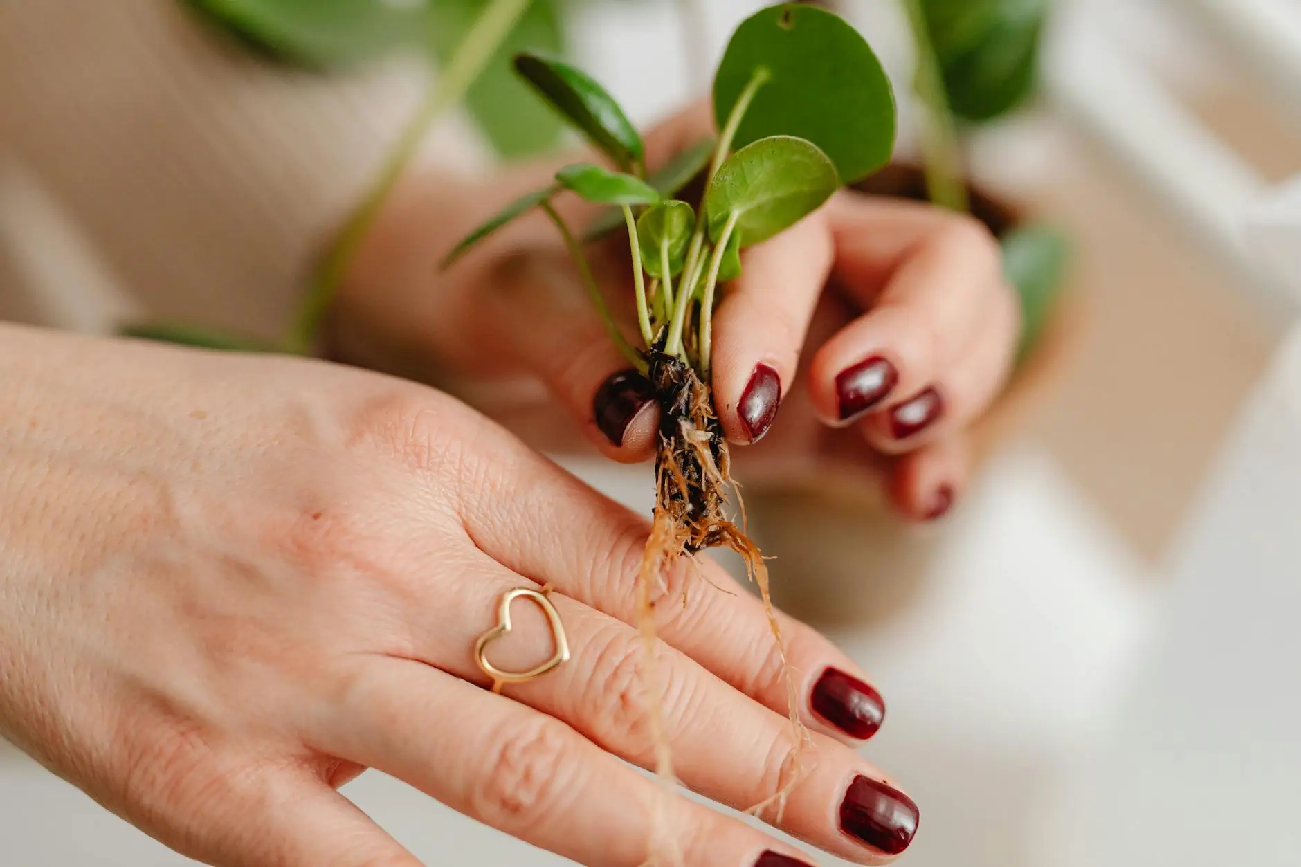 close up shot of a person holding seedlings